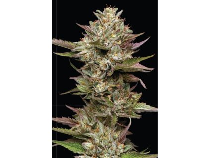 Humboldt Seed Company, Moonfog, feminized (Balení 3 ks)