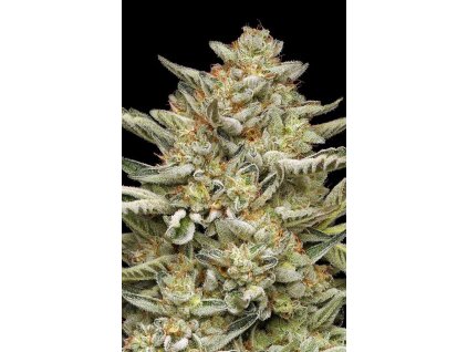 Humboldt Seed Company,OG Triploid Auto, autoflowering feminized (Balení 3 ks, počet ks 3 ks)