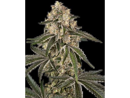 Sensi Seeds Sunset Peach, feminized (Balení 3 ks, počet ks 3 ks)