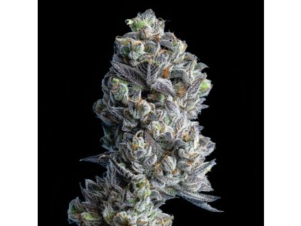 73647 maven genetics golden linens regular