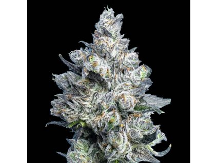 Maven Genetics, Apples and Diamonds, regular