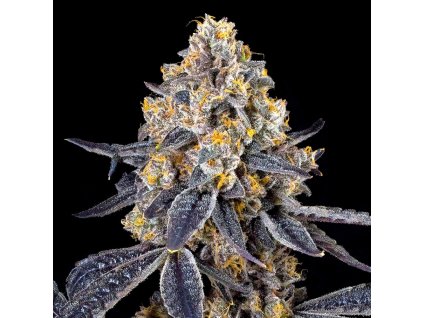 73653 maven genetics golden ticket regular