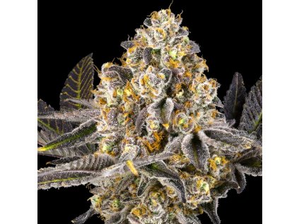 73656 maven genetics pina sangria regular