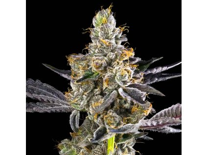 73659 maven genetics citrazul regular