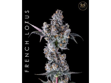 73662 maven genetics french lotus feminized