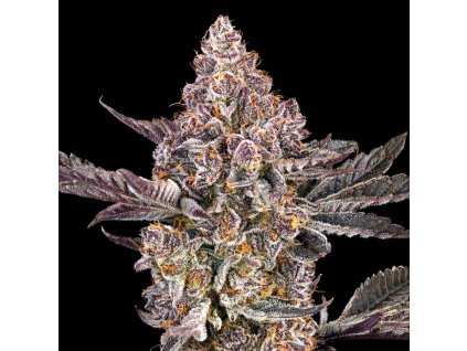 73665 maven genetics orange sapphire feminized