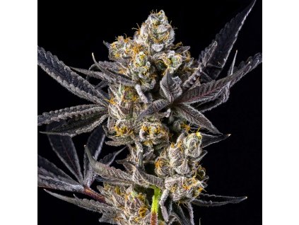 Maven Genetics, Blue Lotus S1, feminized (Balení 6 ks)