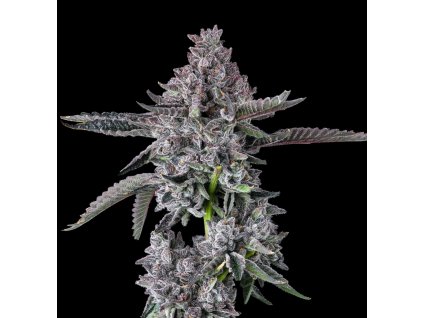 73671 maven genetics diamond lotus feminized