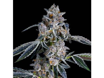 73674 maven genetics blue dashi feminized