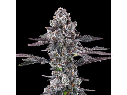 73677 maven genetics grape amrita feminized