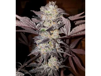 73740 fair seeds tropicana punch f1 feminized f1