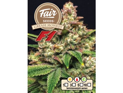 73776 fair seeds grease monkey f1 feminized f1