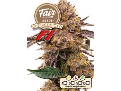 73791 fair seeds cherry biscotti f1 feminized f1