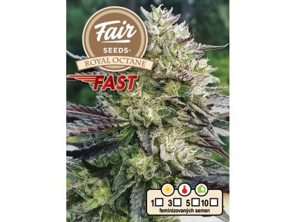 73827 fair seeds royal octane fast fastflowering feminized