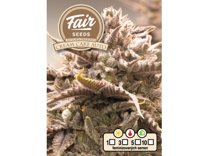 Fair Seeds Cream Cake Auto, autoflowering feminized (Balení 3 ks)
