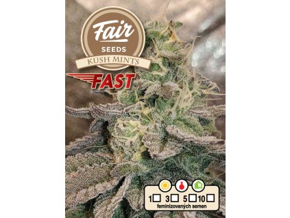 Fair Seeds Kush Mints Fast, fastflowering feminized (Balení 1 ks)
