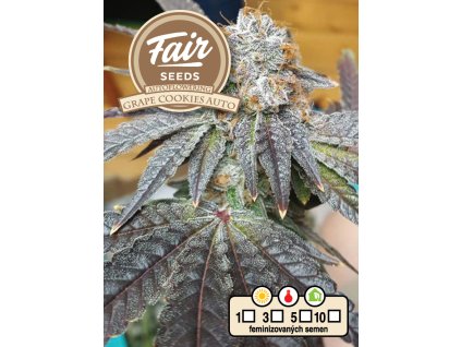 73881 fair seeds grape cookies auto autoflowering feminized