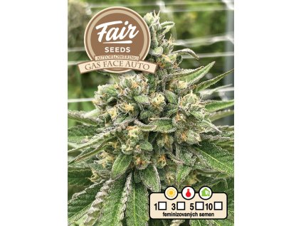 73896 fair seeds gas face auto autoflowering feminized