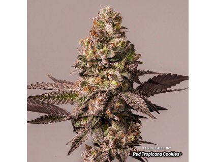 73923 dutch passion red tropicana cookies limited edition feminized 5ks