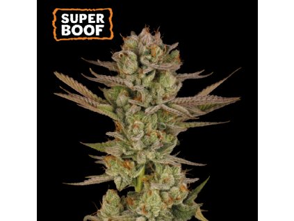 73932 seedstockers super boof feminized