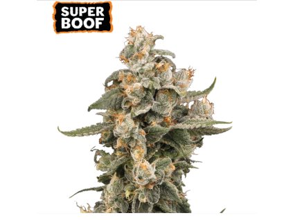 73938 seedstockers super boof auto feminized autoflowering
