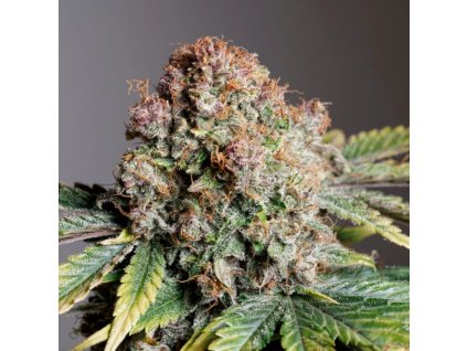 73947 dutch passion auto strawberry soda feminized autoflowering