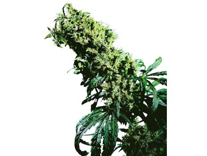 73995 sensi seeds northern light 5 x haze feminized