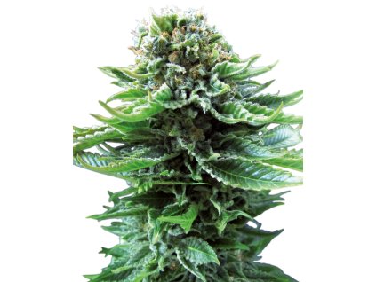 73998 sensi seeds northern lights autoflowering feminized autoflowering
