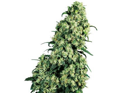 74004 sensi seeds skunk 1 feminized