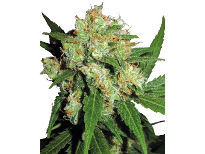 Sensi Seeds Sensi Skunk, feminized (Balení 10 ks)