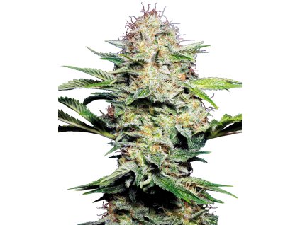 Sensi Seeds Sensi Skunk Automatic, feminized autoflowering (Balení 10 ks)
