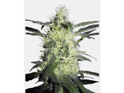 74016 sensi seeds silver haze 9 x haze feminizovana