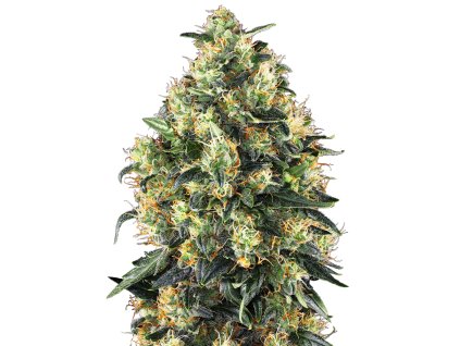 74028 sensi seeds super skunk autoflowering feminized autoflowering