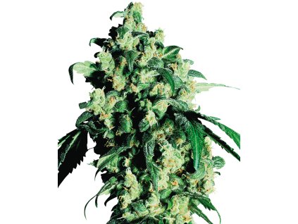 74031 sensi seeds super skunk feminized