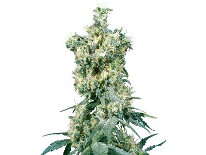Sensi Seeds American Dream, regular (Balení 10 ks)