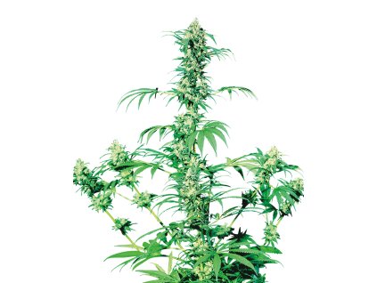 74049 sensi seeds early girl regular