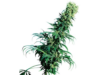 74052 sensi seeds early pearl regular