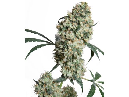 74055 sensi seeds ed rosenthal super bud regular