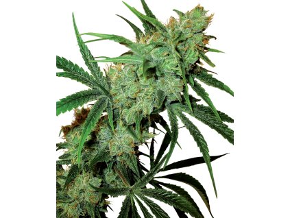 Sensi Seeds Fruity Juice, regular (Balení 10 ks)