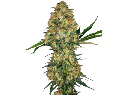 74076 sensi seeds hindu kush regular