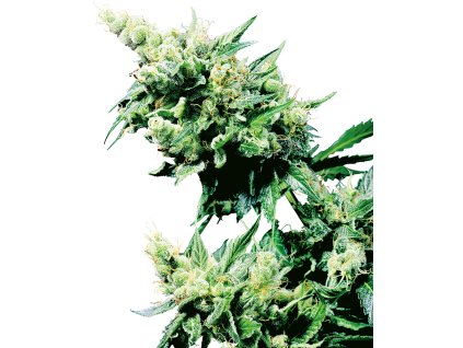 Sensi Seeds Hash Plant, regular (Balení 10 ks)