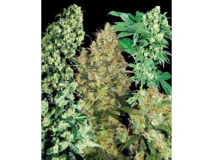 74082 sensi seeds indoor mix regular
