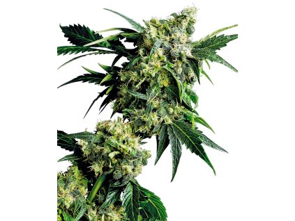 Sensi Seeds Mr Nice G13 x Hash Plant, regular (Balení 10 ks)