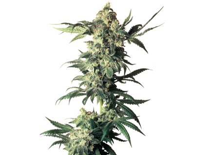 74109 sensi seeds northern light regular