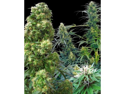 74115 sensi seeds outdoor mix regular