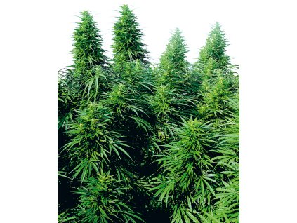 Sensi Seeds Ruderalis Skunk, regular (Balení 10 ks)