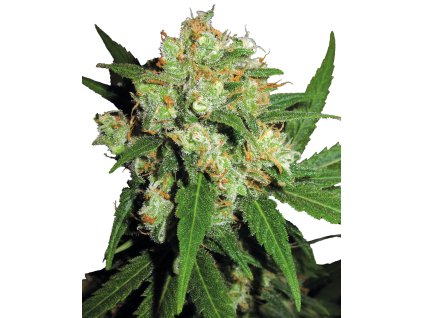 74127 sensi seeds sensi skunk regular