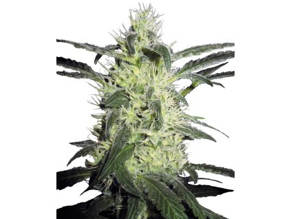 74130 sensi seeds silver haze regular