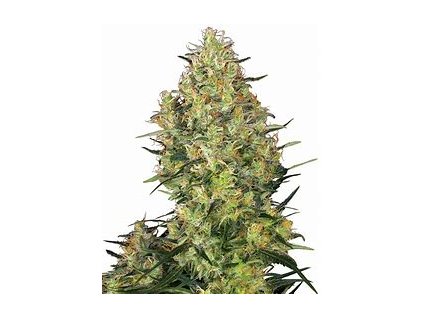 74133 sensi seeds shiva skunk regular