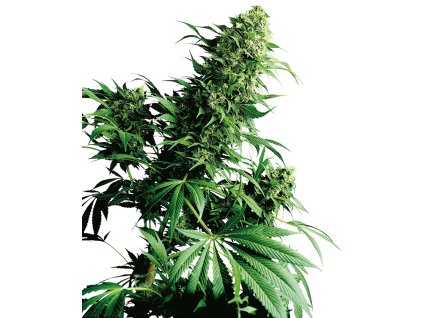 74142 sensi seeds shiva shanti i regular